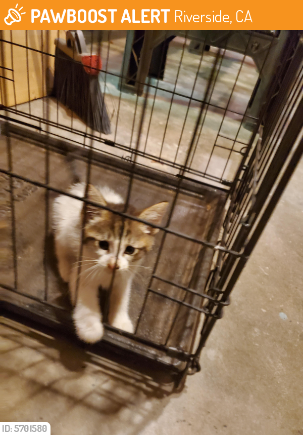 Surrendered Cat in Riverside, CA 92505 (ID 5701580) PawBoost