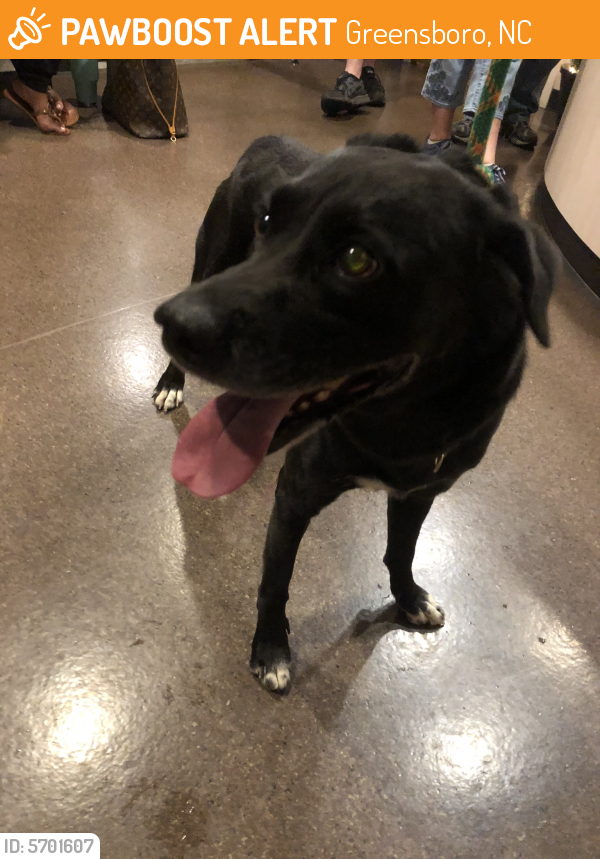 Surrendered Male Dog in Greensboro, NC 27401 (ID 5701607) PawBoost
