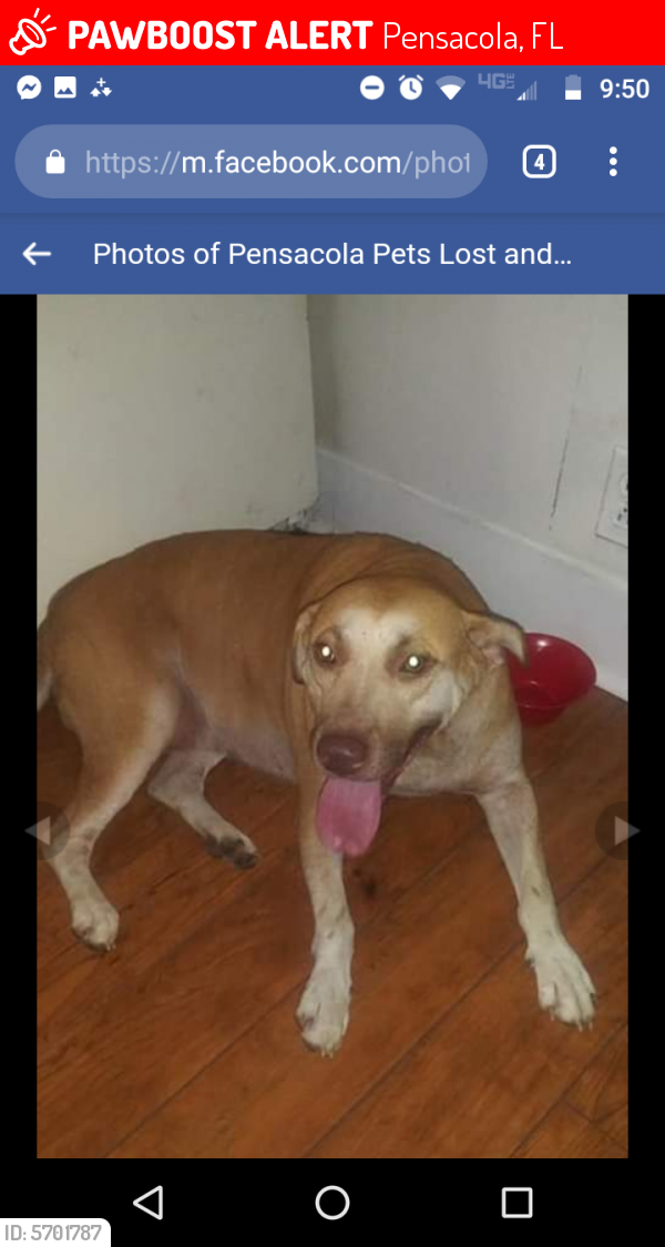 Lost Female Dog in Pensacola, FL 32526 Named Nellie (ID: 5701787