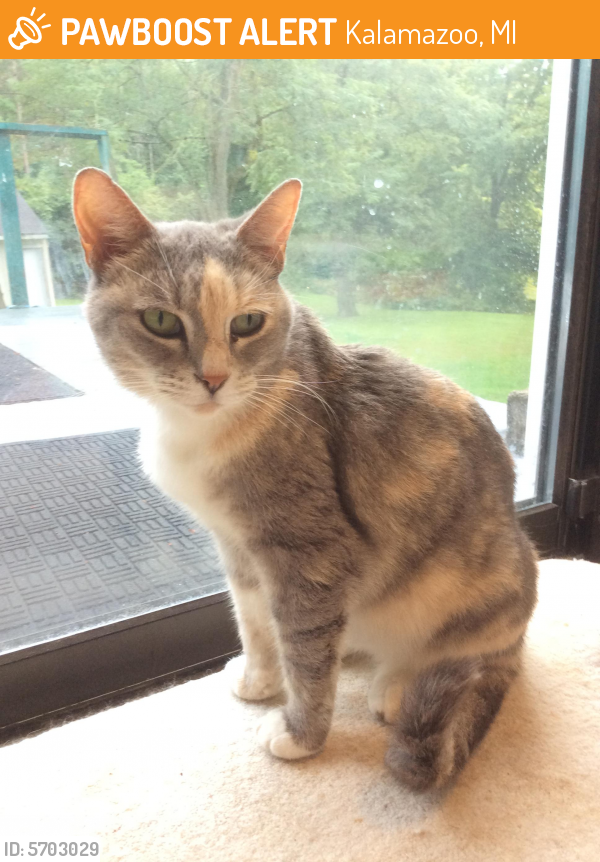 Rehomed Female Cat in Kalamazoo, MI 49048 (ID 5703029) PawBoost