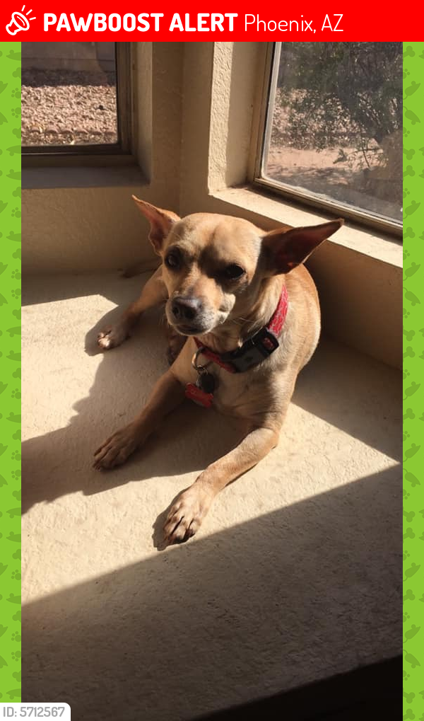 Lost Male Dog in Phoenix, AZ 85051 Named Quavo (ID 5712567) PawBoost
