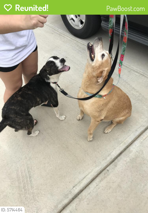 Reunited Dog in West Columbia, SC 29170 (ID 5714464) PawBoost