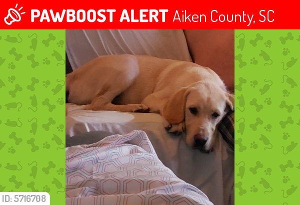 Lost Male Dog in Aiken County, SC 29137 Named Timber (ID: 5716708