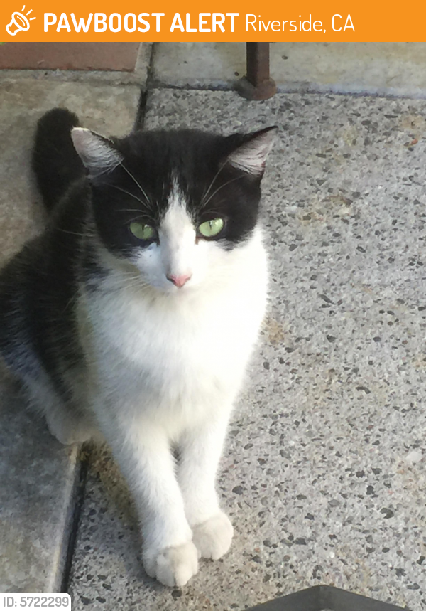 Found/Stray Cat in Riverside, CA 92501 (ID: 5722299 ...