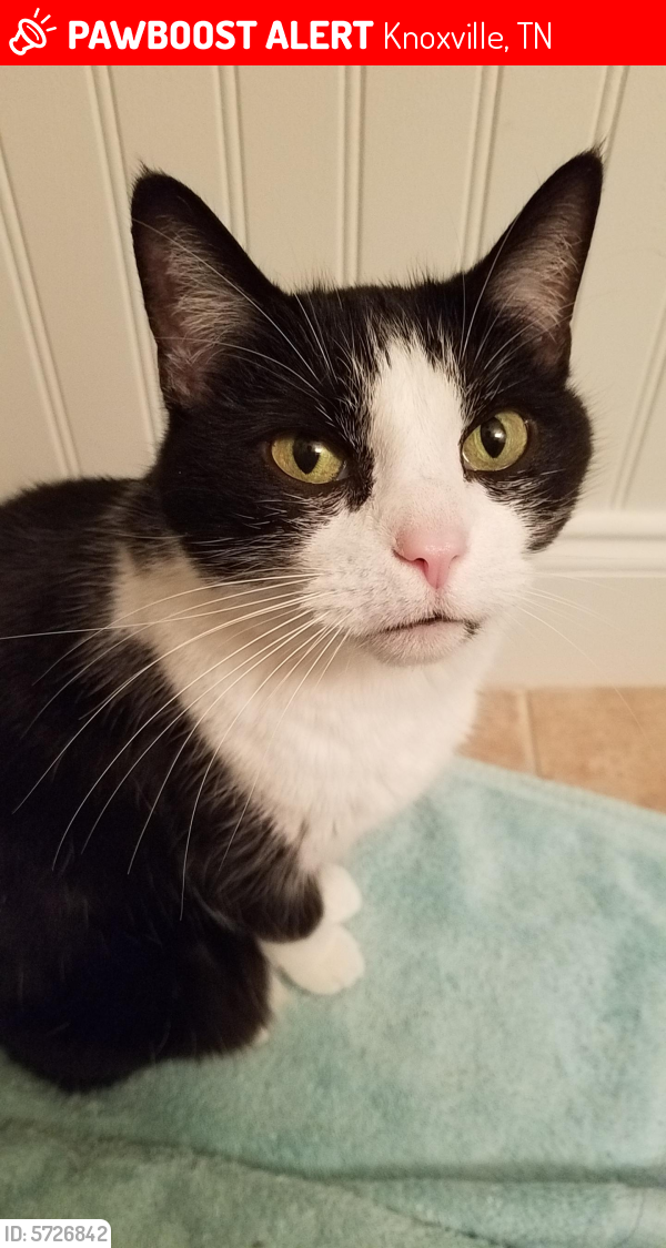 Lost Female Cat in Knoxville, TN 37921 Named Bella (ID: 5726842) | PawBoost