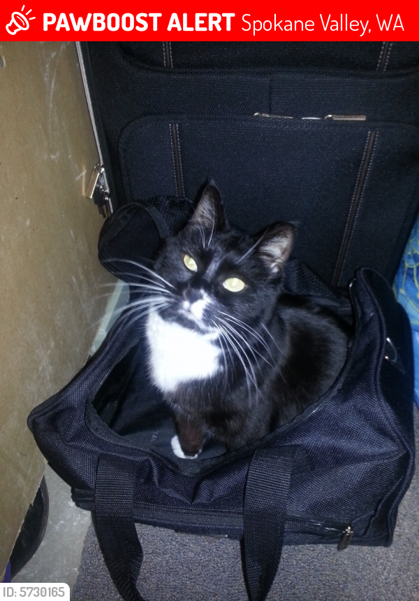 Lost Female Cat in Spokane Valley, WA 99206 Named Ditto (ID 5730165