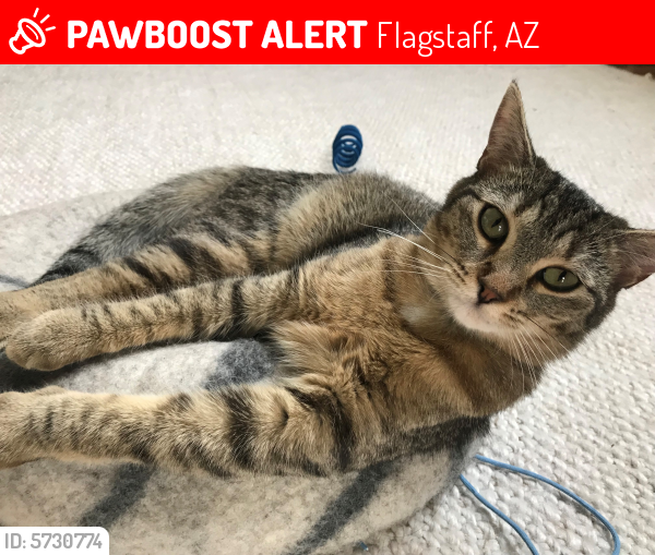 Lost Female Cat In Flagstaff, Az 86001 Named Fern (id: 5730774) 