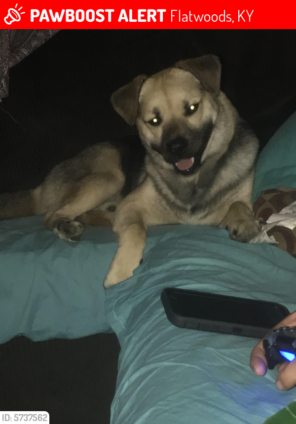 lost a dog called bear