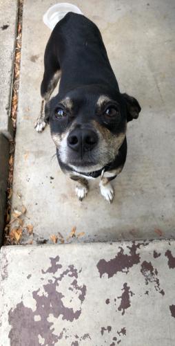 Lost Found Dogs Cats And Pets In Washington 98936 Page 3