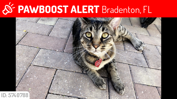 Lost Male Cat  in Bradenton  FL  34202 Named Dutches ID 