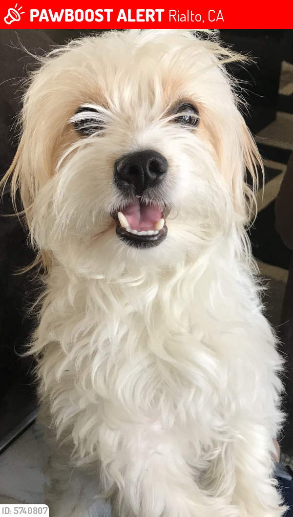 Lost Male Dog in Rialto, CA 92376 Named Pablo (ID 5740807) PawBoost