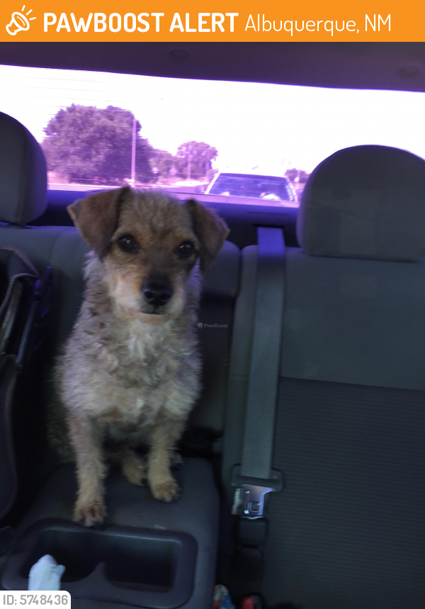 Found Stray Female Dog In Albuquerque NM 87105 ID 5748436 PawBoost