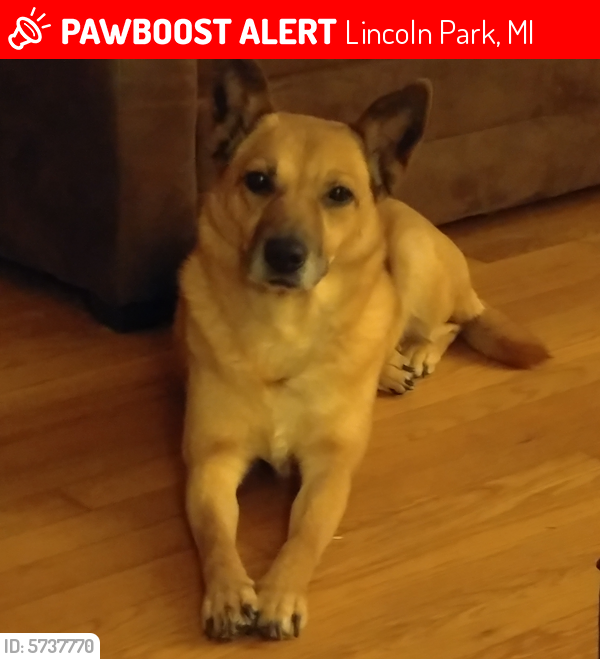 Lost Female Dog in Lincoln Park, MI 48146 Named Chaos (ID ...