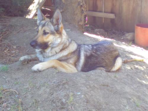 Lost & Found Dogs, Cats, and Pets in Stockton, CA 95205 ...