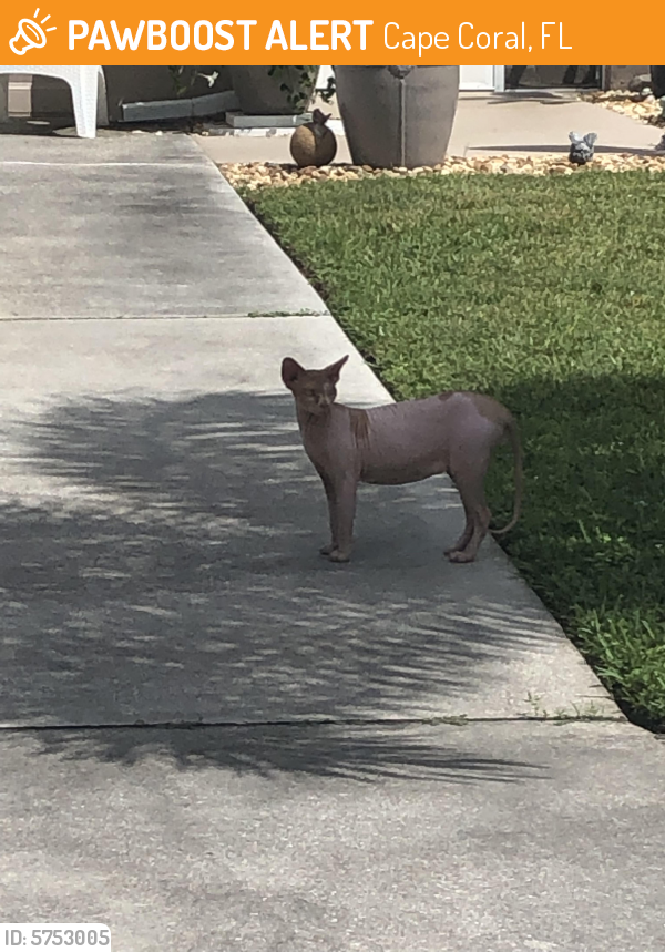 Found/Stray Cat in Cape Coral, FL 33914 (ID 5753005) PawBoost