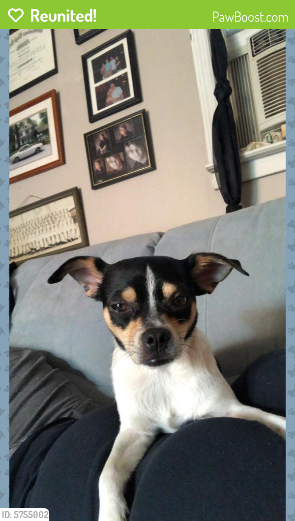 Reunited Female Dog in WinstonSalem, NC 27101 (ID 5755002) PawBoost