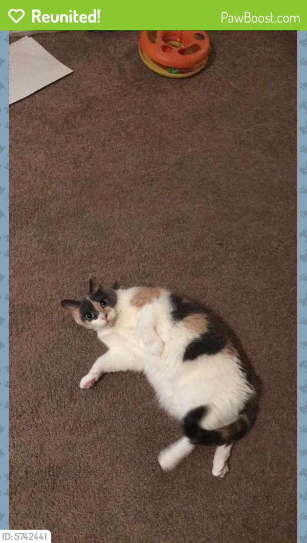 Reunited Female Cat in Fayetteville, NC 28314 (ID: 5742441 ...