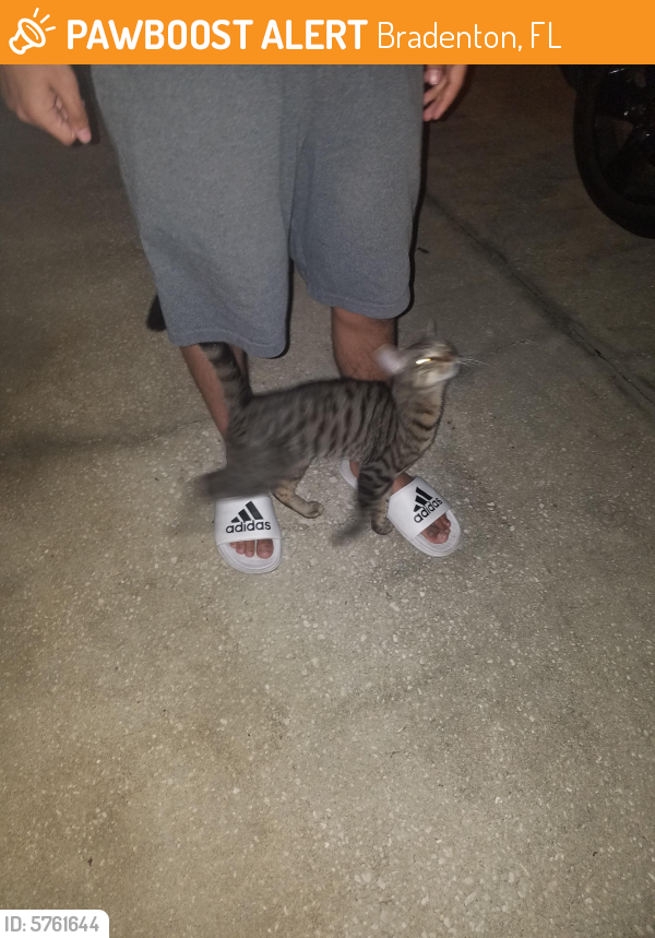 Found Stray Female Cat  in Bradenton  FL  34205 ID 5761644 