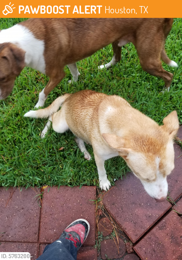 Found/Stray Female Dog in Houston, TX 77066 (ID 5763200) PawBoost