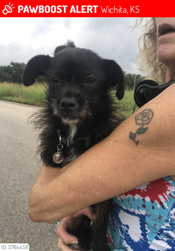 Lost Male Dog in Wichita, KS 67203 Named Brand & Co (ID 5764458