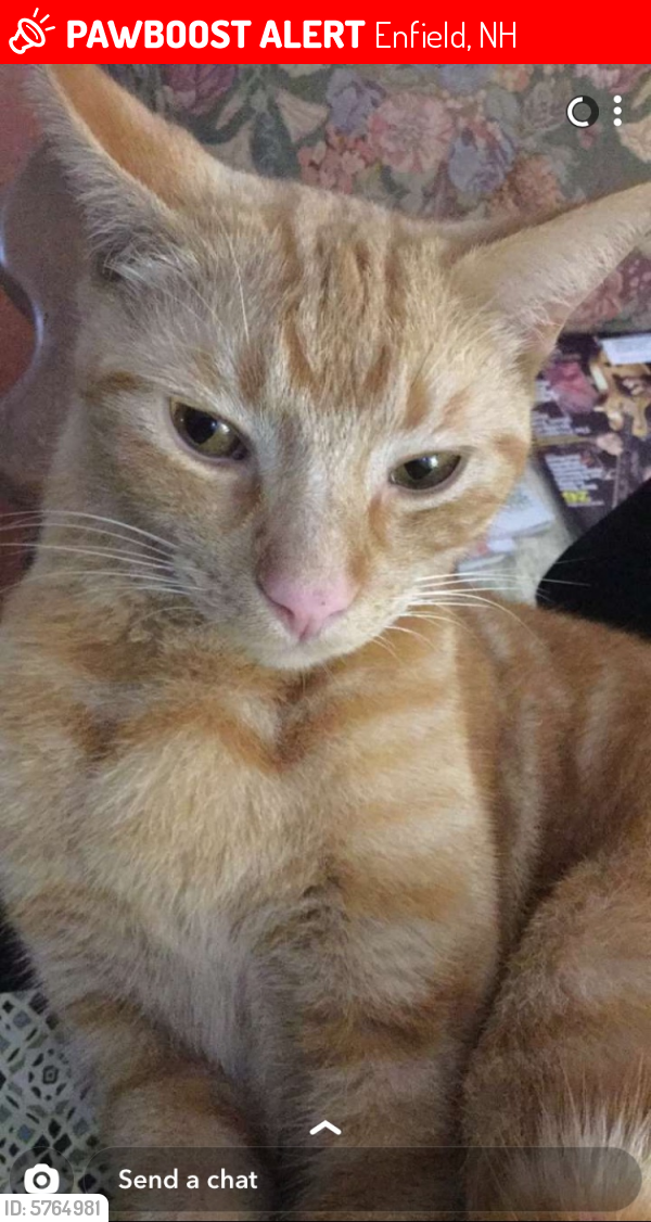 Lost Male Cat In Enfield NH 03753 Named Pippin ID 5764981 PawBoost