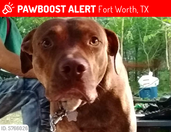 Lost Male Dog in Fort Worth, TX 76102 Named Red (ID: 5766026) | PawBoost