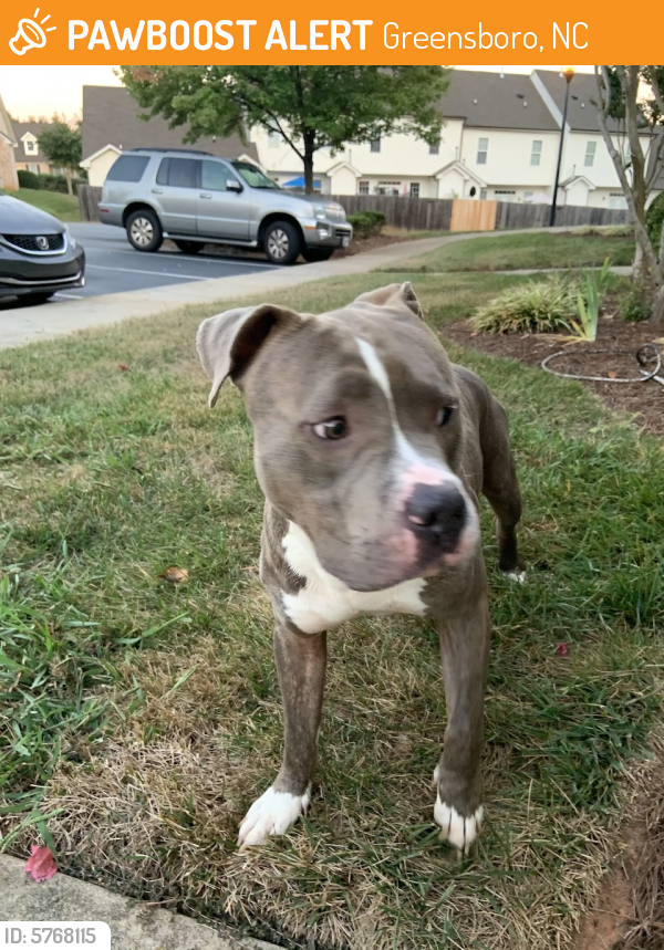 Found/Stray Male Dog in Greensboro, NC 27455 (ID: 5768115 ...