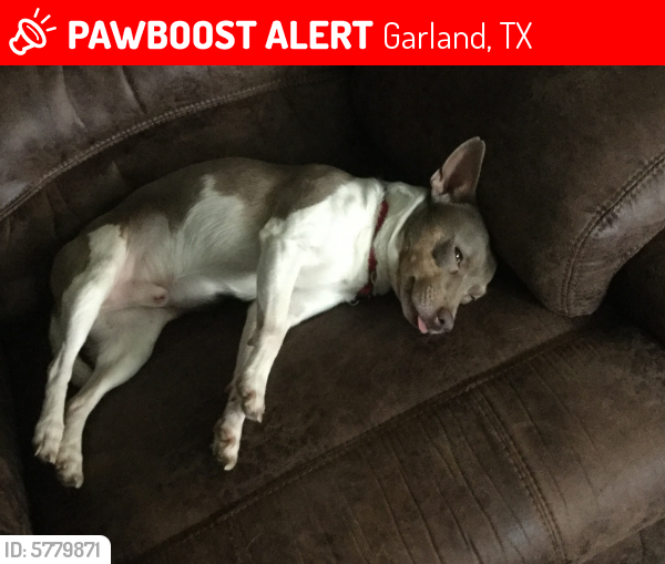 Lost Male Dog in Garland, TX 75043 Named Scooter (ID: 5779871) | PawBoost