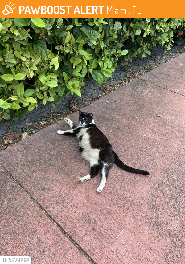 found-stray-cat-in-miami-fl-33141-id-5779292-pawboost