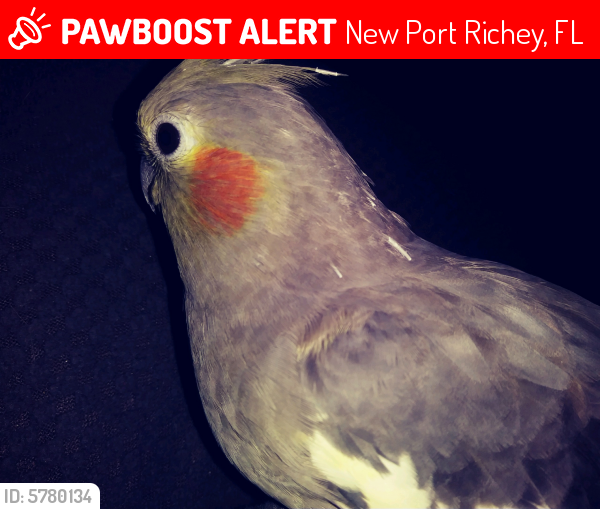 Lost Female Bird In New Port Richey Fl 34652 Named Birdie Id 5780134
