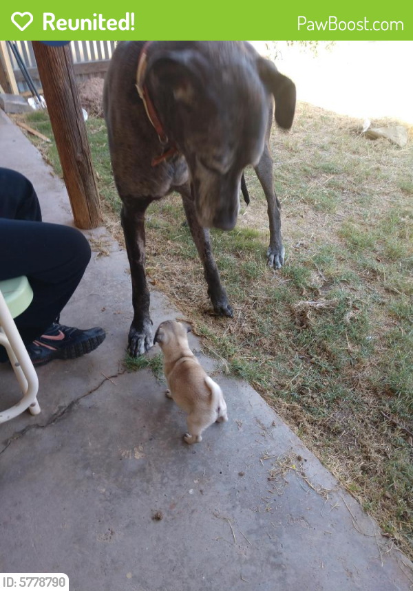 Reunited Male Dog in Las Cruces, NM 88007 (ID 5778790) PawBoost
