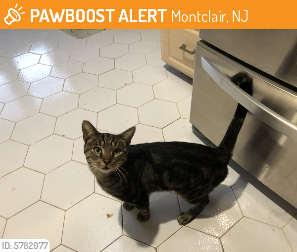 Found/Stray Male Cat in Montclair, NJ 07042 (ID: 5782077 ...