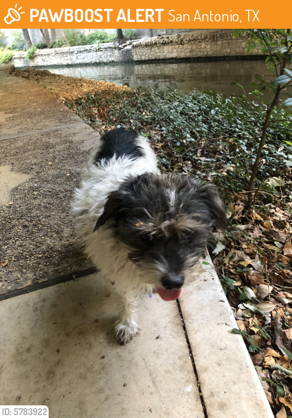 Found/Stray Dog in San Antonio, TX 78205 (ID 5783922) PawBoost