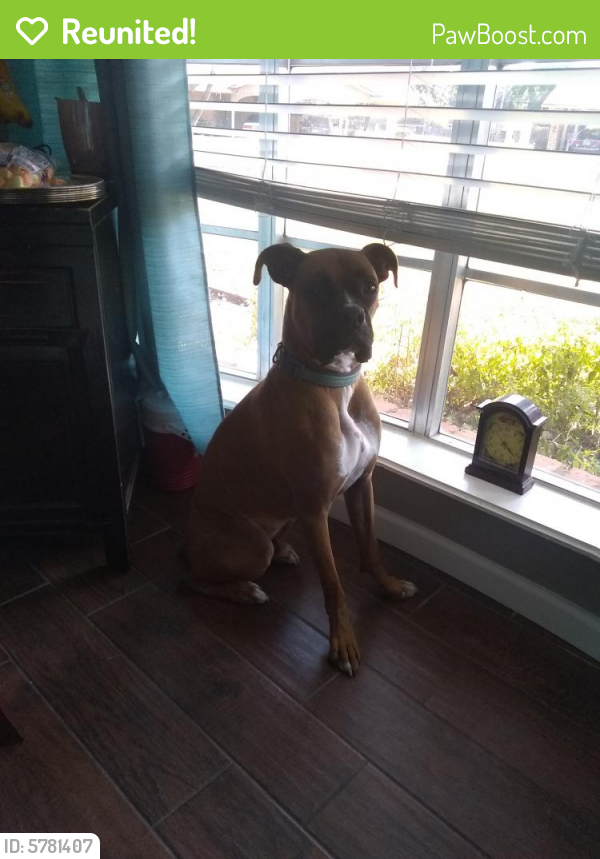 Reunited Male Dog in Wichita Falls, TX 76310 (ID 5781407) PawBoost