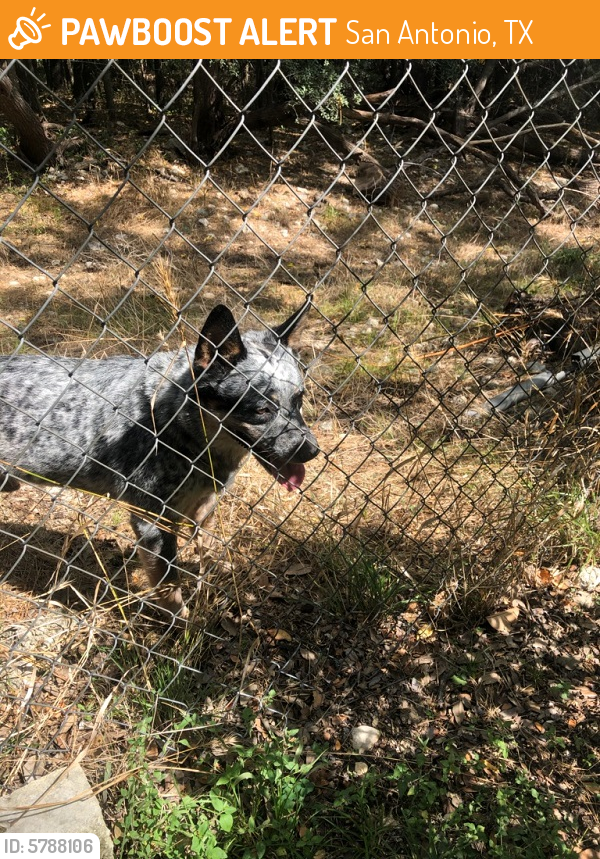 Found/Stray Dog in San Antonio, TX 78240 (ID 5788106) PawBoost