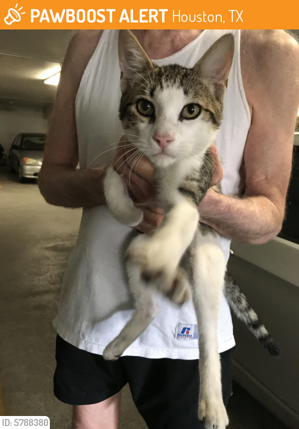 Rehomed Male Cat in Houston, TX 77004 (ID 5788380) PawBoost