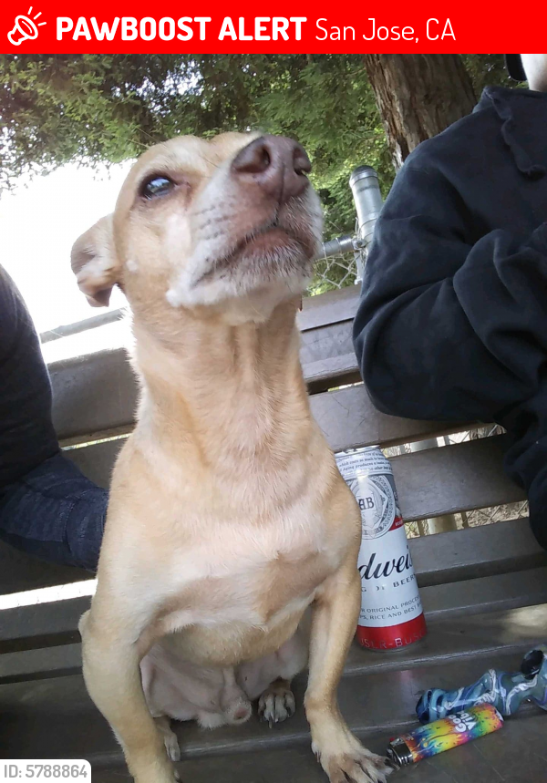 Lost Male Dog in San Jose, CA 95139 Named Chico (ID: 5788864) | PawBoost