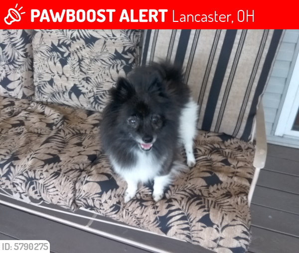 Lost Female Dog in Lancaster, OH 43130 Named Liz (ID ...