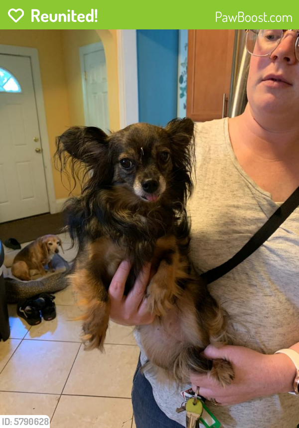 Reunited Female Dog in Rochester, NY 14610 (ID 5790628) PawBoost