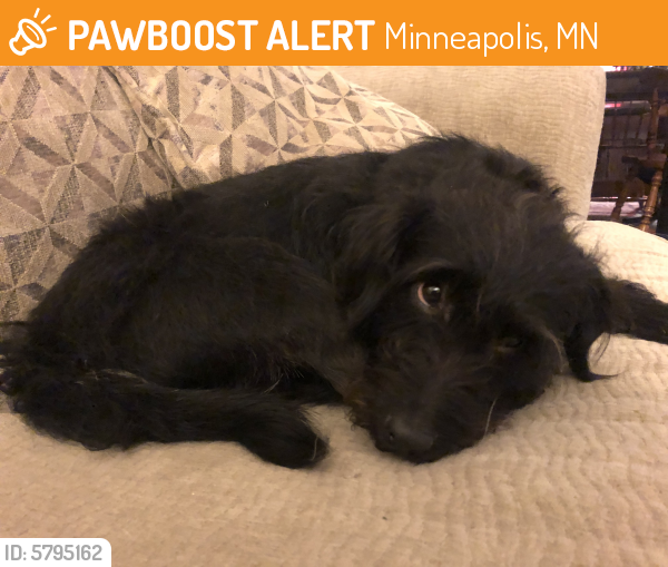stray dog minneapolis stray dog minneapolis
