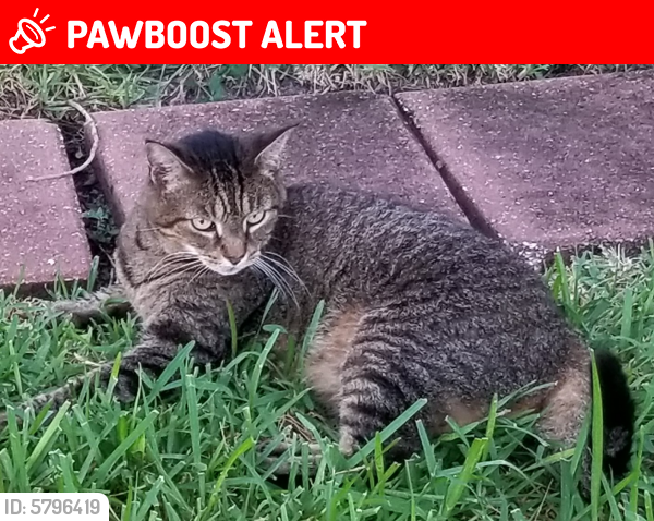Lost Female Cat in North Fort Myers, FL 33903 Named Shirley (ID