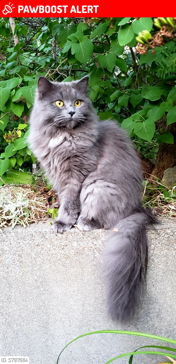 Lost Female Cat in Mississauga, ON L5A 3R6 Named Bell (ID 5797684