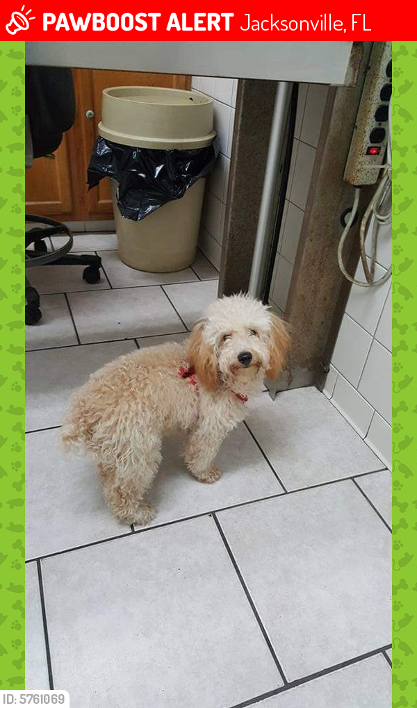 Comfortable Facebook Lost Pets Jacksonville Fl Stock