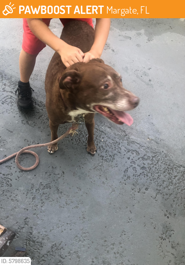 Found/Stray Female Dog in Margate, FL 33063 (ID 5798635