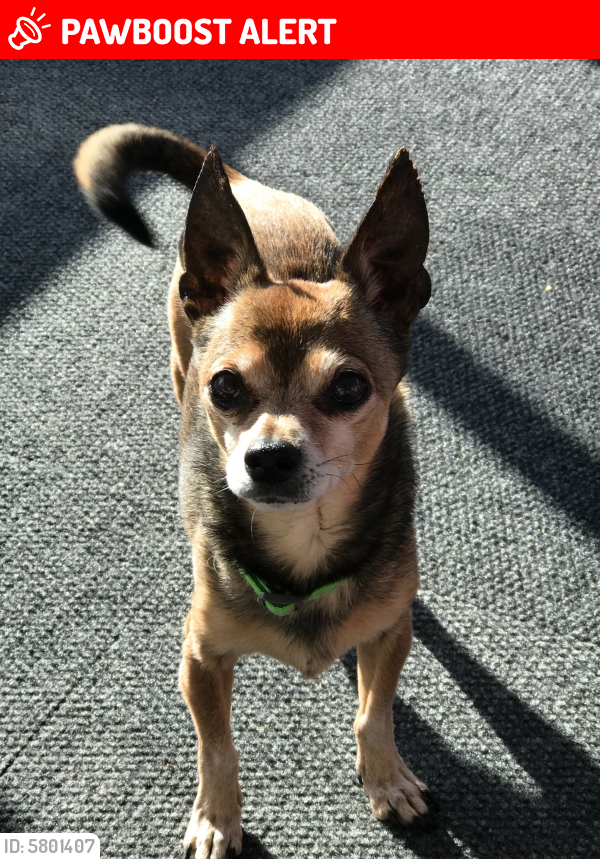 Lost Male Dog in Colorado Springs, CO 80910 Named Zeb (ID ...