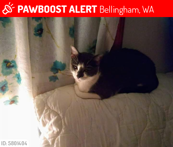 Lost Male Cat In Bellingham Wa 98226 Named Birdie Id 5801404 Pawboost