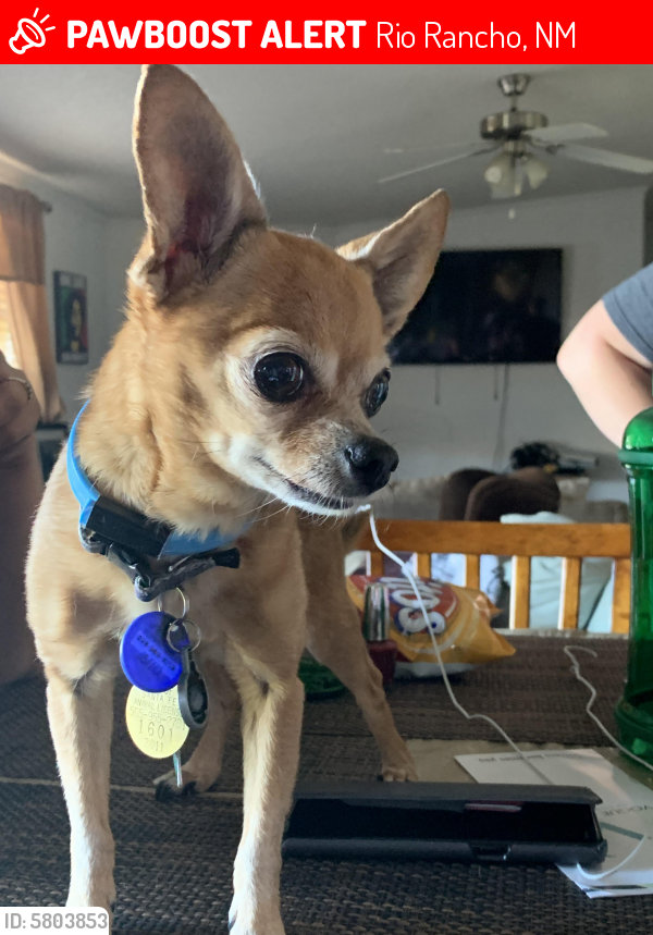 Lost Male Dog in Rio Rancho, NM 87124 Named Mason (ID 5803853) PawBoost