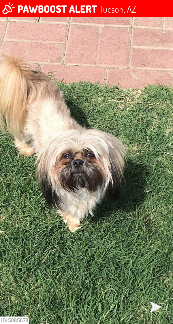 Lost Female Dog in Tucson, AZ 85705 Named Luna (ID ...