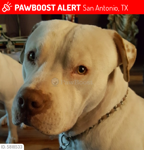 Lost Male Dog in San Antonio, TX 78207 Named Et (ID: 5818533) | PawBoost