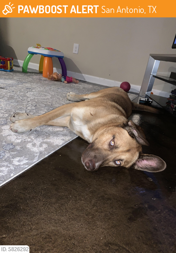 Found/Stray Male Dog in San Antonio, TX 78205 (ID 5826292) PawBoost